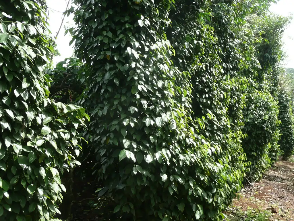 du lich phu quoc thang 9 5