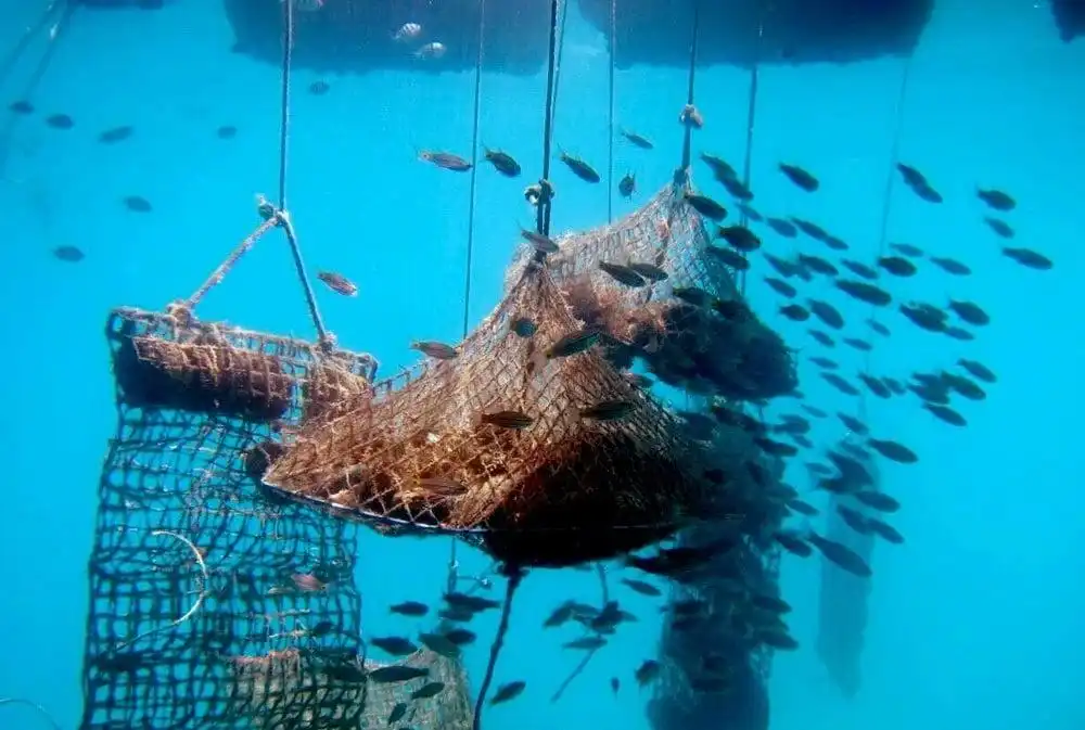 富國島珍珠:揭開越南珍珠的秘密與選購指南 3 遊客參觀富國島珍珠博物館,了解珍珠培育過程。