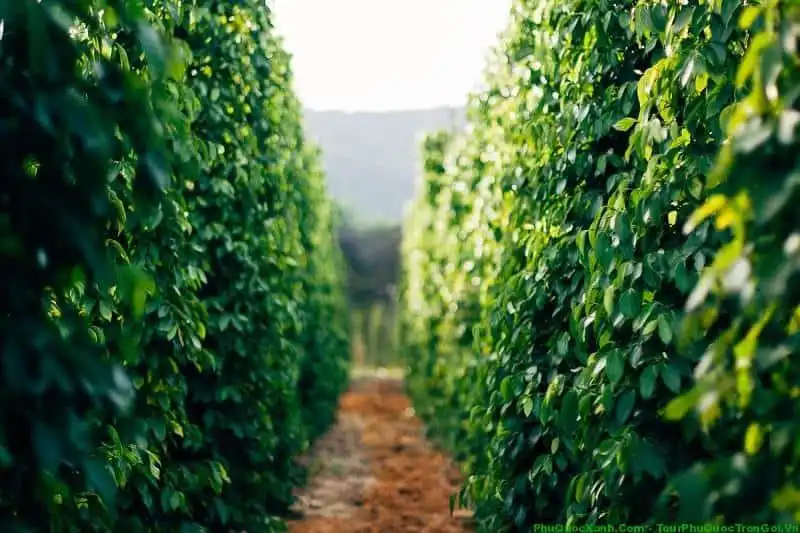 富國島胡椒:為什麼它是世界上最好的胡椒? 2 image11 5