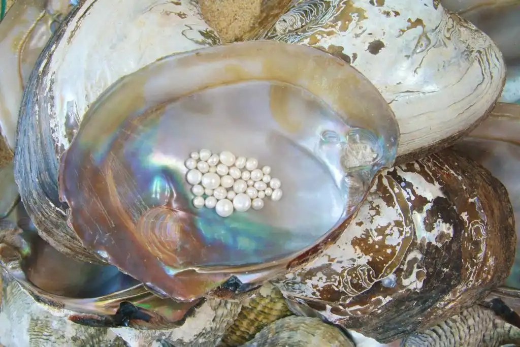 富國島珍珠:揭開越南珍珠的秘密與選購指南 4 遊客參觀富國島珍珠博物館,了解珍珠培育過程。