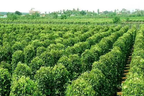 富國島胡椒:為什麼它是世界上最好的胡椒? 4 image13 5