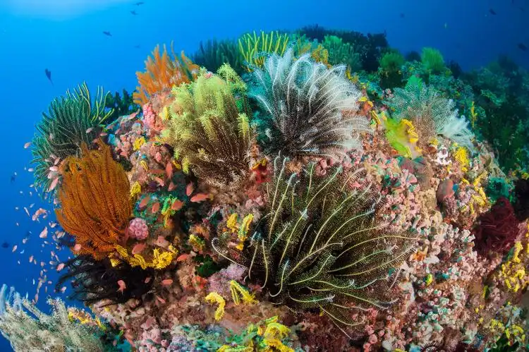 Фукуок Дайвинг: 7 Лучших Мест для Погружения Новичкам и Профессионалам 5 image15 2