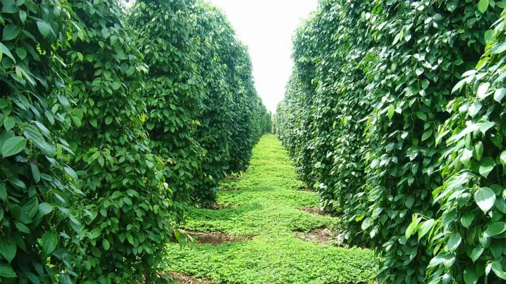 富國島胡椒:為什麼它是世界上最好的胡椒? 6 富國島胡椒曬乾過程中,農民在陽光下翻動胡椒粒。