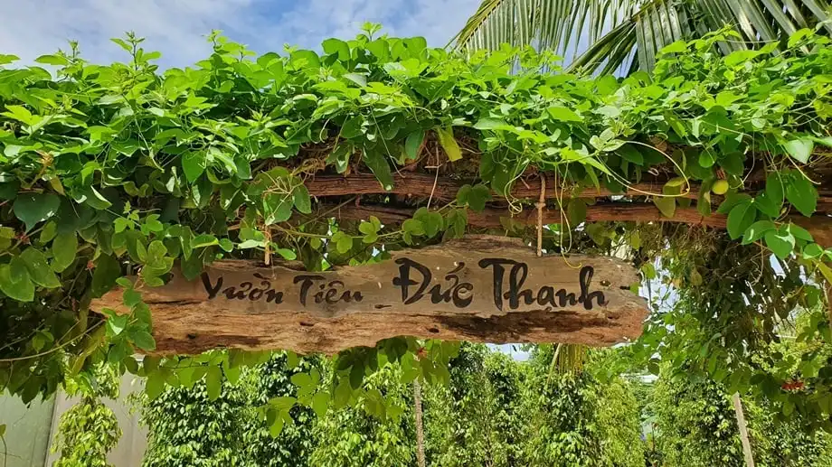 富國島胡椒:為什麼它是世界上最好的胡椒? 9 富國島胡椒曬乾過程中,農民在陽光下翻動胡椒粒。