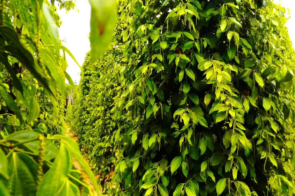 富國島胡椒:為什麼它是世界上最好的胡椒? 11 image18 4