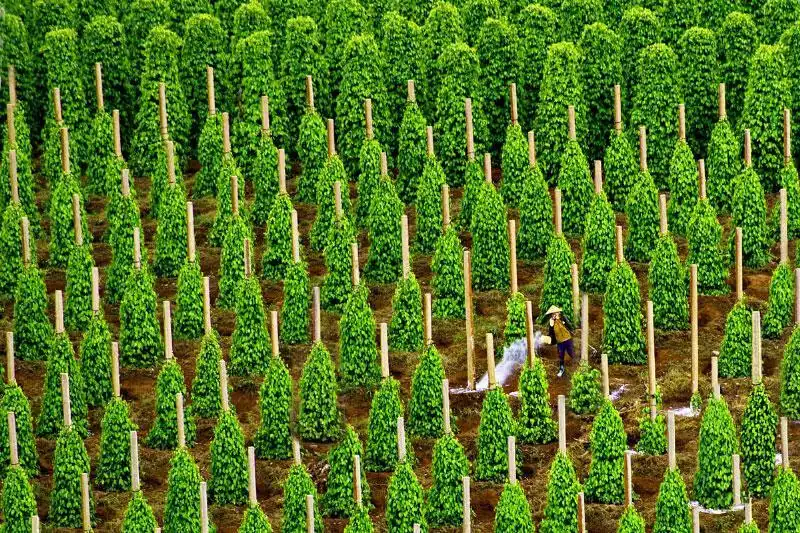 富國島胡椒:為什麼它是世界上最好的胡椒? 10 image20 4