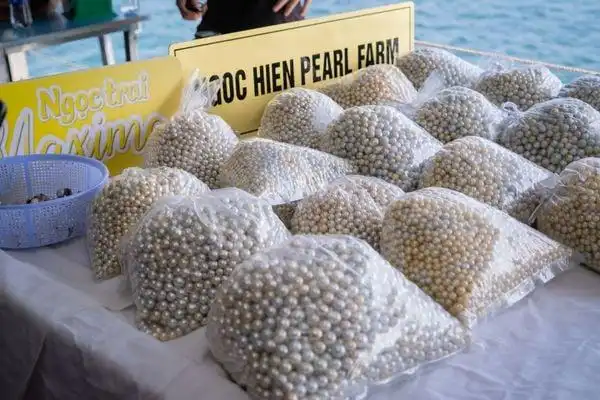 富國島珍珠:揭開越南珍珠的秘密與選購指南 13 遊客參觀富國島珍珠博物館,了解珍珠培育過程。