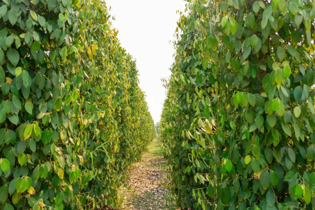 富國島胡椒:為什麼它是世界上最好的胡椒? 13 富國島胡椒曬乾過程中,農民在陽光下翻動胡椒粒。