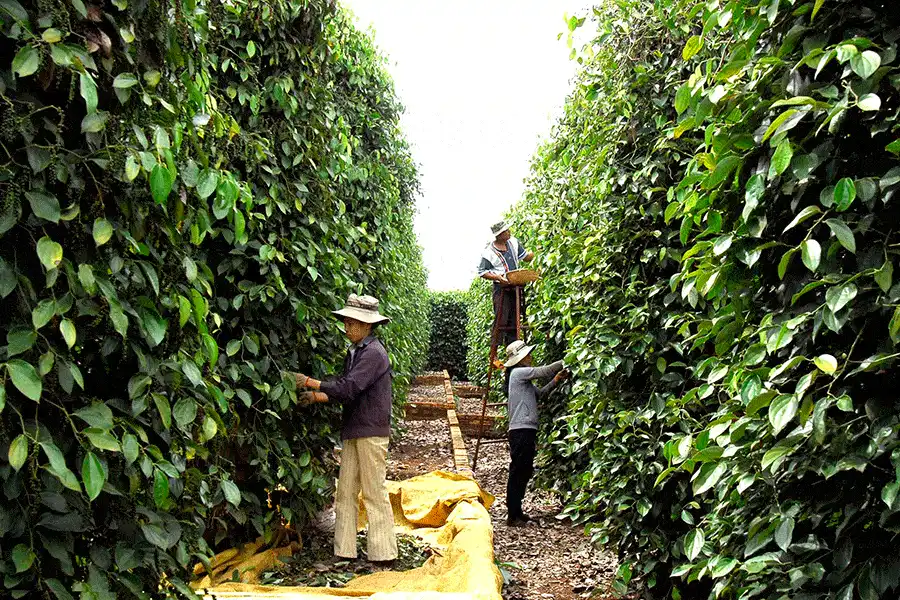 富國島胡椒:為什麼它是世界上最好的胡椒? 15 富國島胡椒曬乾過程中,農民在陽光下翻動胡椒粒。