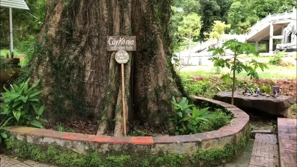 Chùa Sư Muôn Phú Quốc: Khám Phá Ngôi Chùa Cổ Kính và Linh Thiêng Nhất Đảo Ngọc 7 Khung cảnh thanh tịnh của chùa Sư Muôn Phú Quốc với kiến trúc Phật giáo hài hòa giữa thiên nhiên và không gian xanh yên bình.