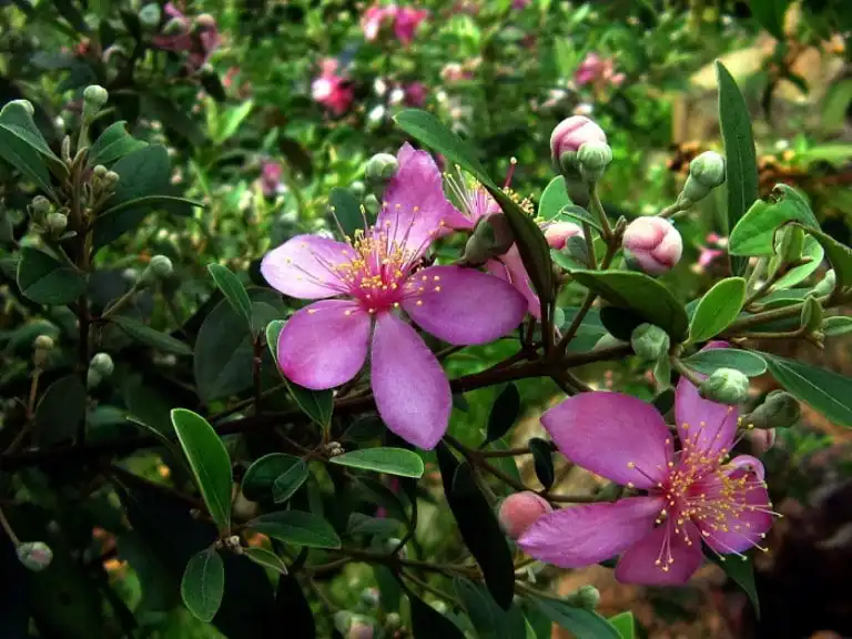 富國國家公園完整指南:探索越南原始天堂